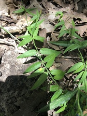 Metastelma barbigerum