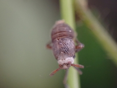 Pissonotus aphidioides
