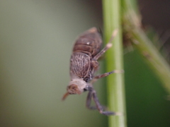Pissonotus aphidioides