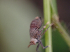 Pissonotus aphidioides