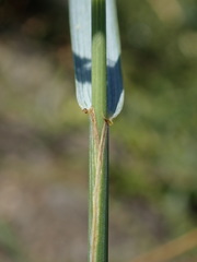 Elymus athericus