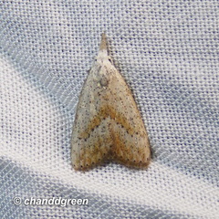 Meganola brunellus