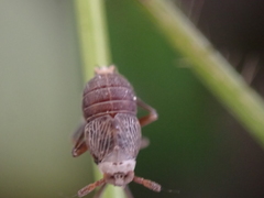 Pissonotus aphidioides