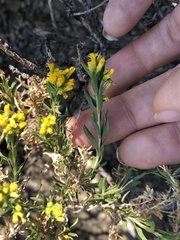 Chrysothamnus viscidiflorus viscidiflorus