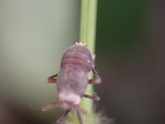 Pissonotus aphidioides