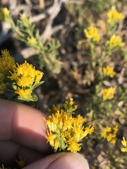 Chrysothamnus viscidiflorus viscidiflorus