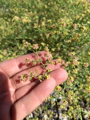 Eriogonum galioides