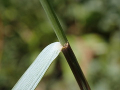 Elymus athericus