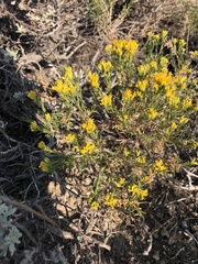 Chrysothamnus viscidiflorus viscidiflorus