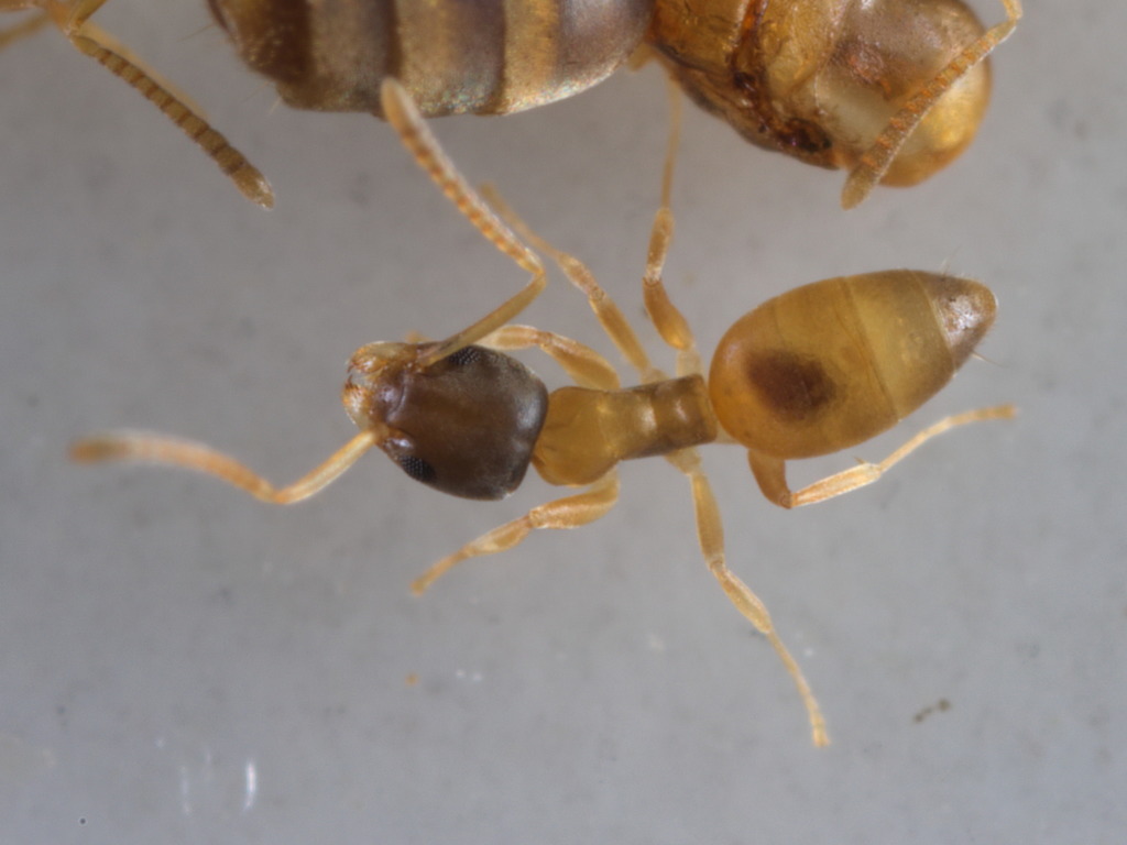 太陽に蟻 黑头酸臭蚁（幽灵蚁） Ghost Ant (西双版纳的蚂蚁) · iNaturalist