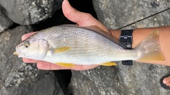 Umbrina roncador