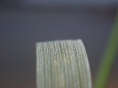 Elymus athericus