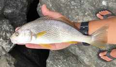 Umbrina roncador