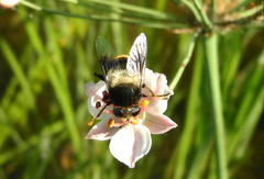 Eristalis oestracea