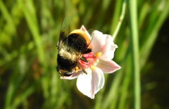 Eristalis oestracea