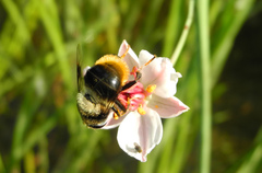 Eristalis oestracea