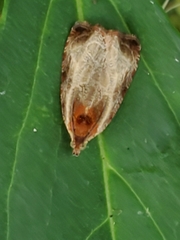 Olethreutes inornatana