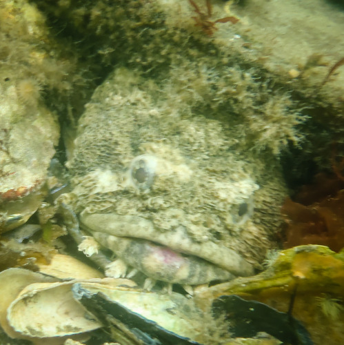 oyster toadfish (Marine life of Chesapeake Bay, Annapolis vicinity) ·  iNaturalist