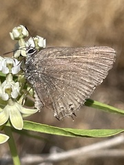 Satyrium tetra