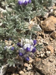 Lupinus breweri bryoides