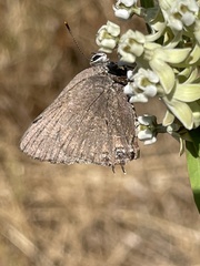 Satyrium tetra
