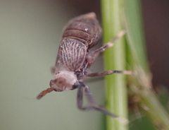 Pissonotus aphidioides