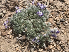 Lupinus breweri bryoides