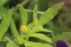 Melampodium sericeum