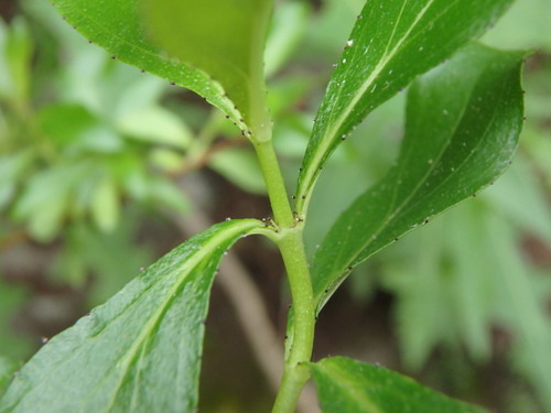 Hypericum glandulosum (Hypericum glandulosum)
