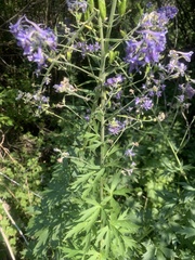 Delphinium × occidentale