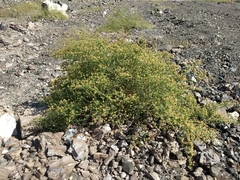 Eriogonum galioides