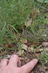 Spermolepis