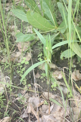Commelina aspera
