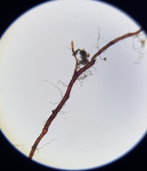 Dicranodontium denudatum