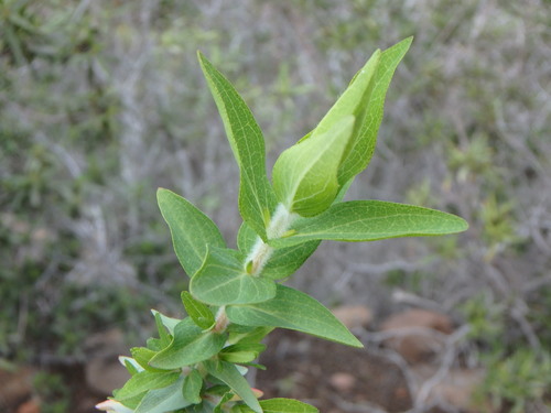 Hypericum reflexum (Hypericum reflexum)