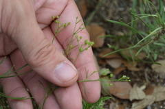 Spermolepis
