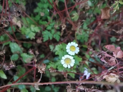 Tanacetum parthenium