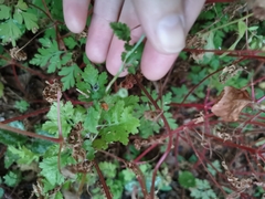 Tanacetum parthenium