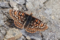 Euphydryas editha