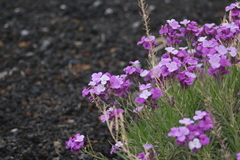 Erysimum caboverdeanum