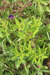 Melampodium sericeum