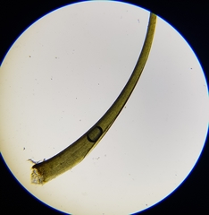 Dicranodontium denudatum