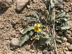 Viola pinetorum grisea