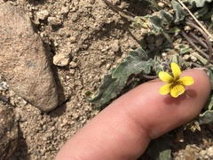 Viola pinetorum grisea