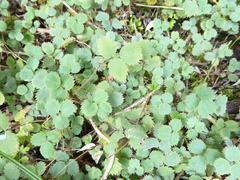 Acaena dumicola