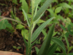 Crotalaria sagittalis