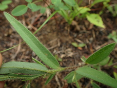 Crotalaria sagittalis