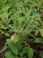 Crotalaria sagittalis