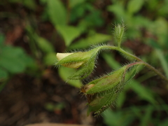 Crotalaria sagittalis