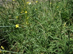 Diplotaxis tenuifolia